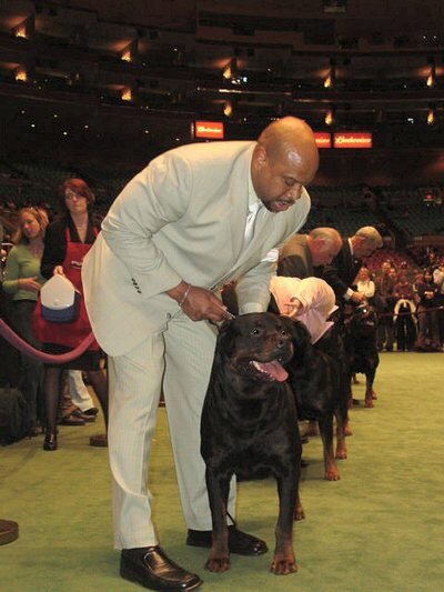 American Rottweiler at westminster