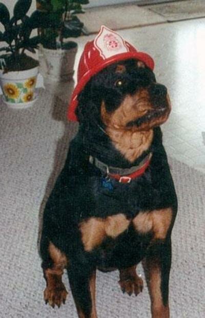 American Rottweiler Firefighter