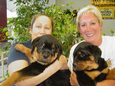 American Rottweiler - Linda Berberich and Doreen Tietjen