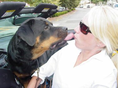 American Rottweiler Surprise Kiss