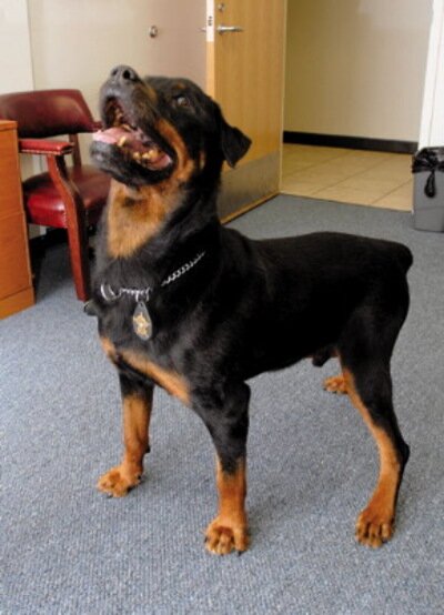 American Rottweiler Vito