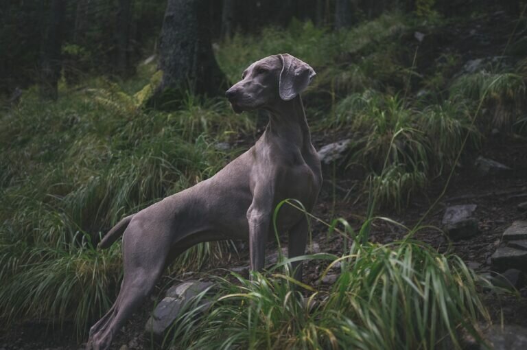 Rare and unique dog breeds captivate with their extraordinary features, intriguing histories, and the allure of their distinctiveness.