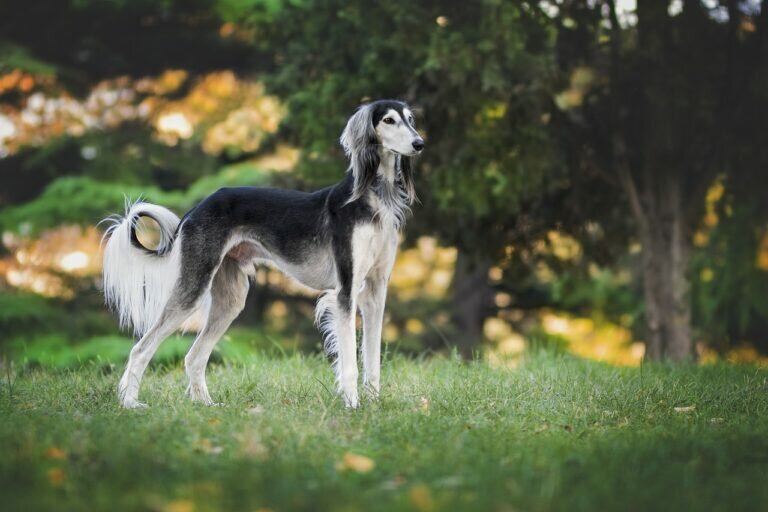 The world's largest dog breeds, such as the Irish Wolfhound and Great Dane, captivate with their towering stature and gentle, majestic presence.